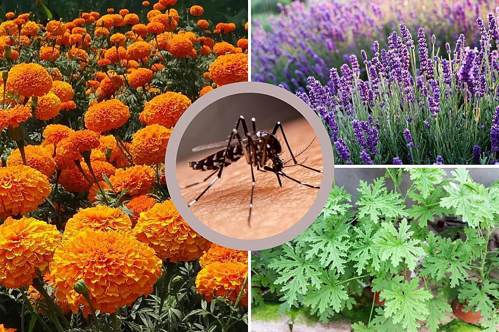 What to Plant in Your Michigan Yard to Repel Mosquitoes