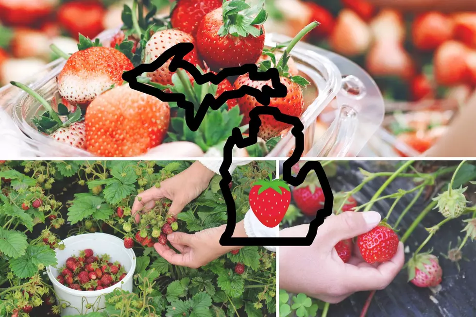 Where to Find U-Pick Strawberries in Mid-Michigan