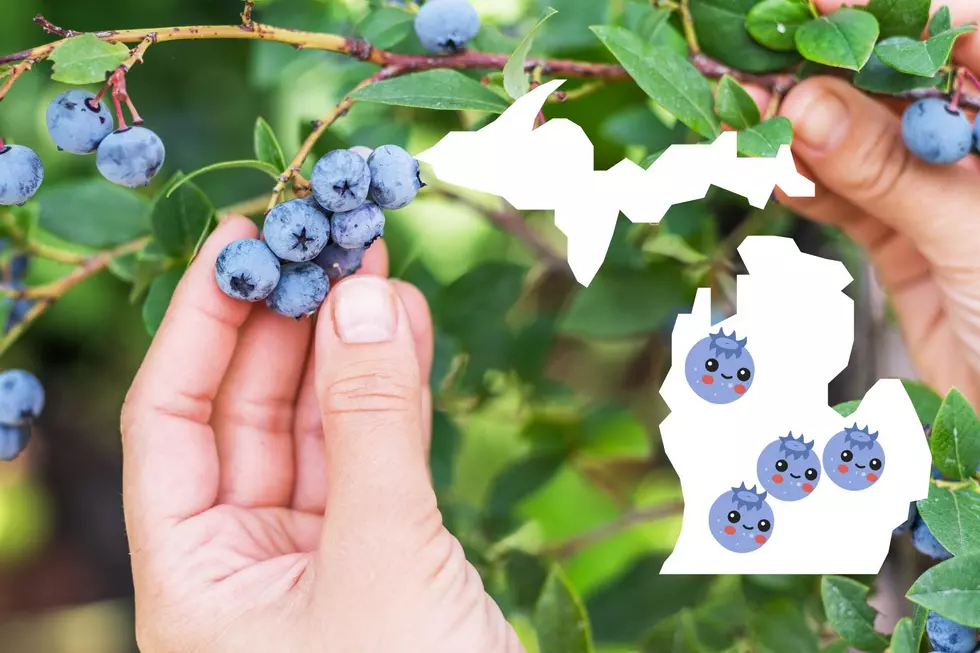 These Awesome Michigan Farms Offer U-Pick Blueberries