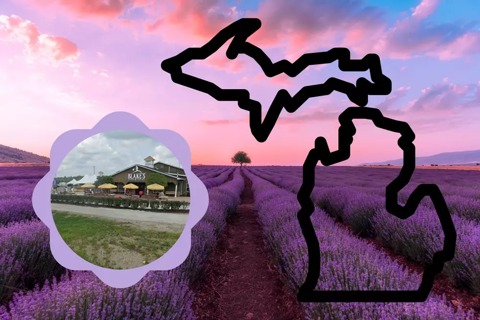 These Fantastic Michigan Farms Offer U-Pick Lavender