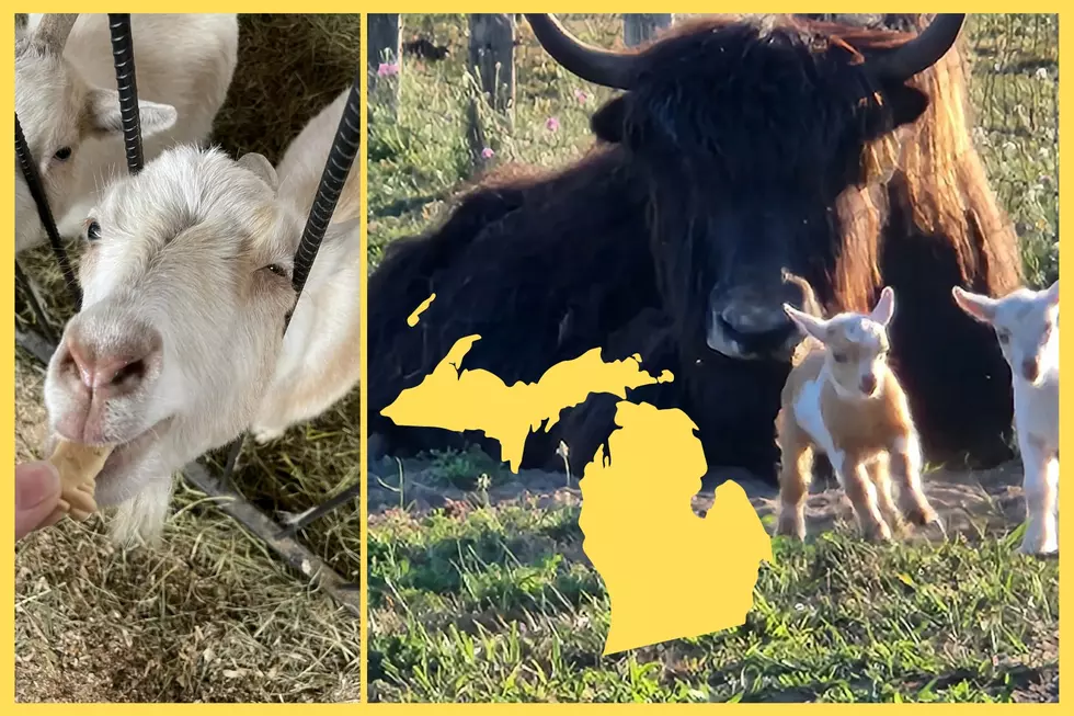 Did You Know There Are Tibetan Yaks in Michigan?