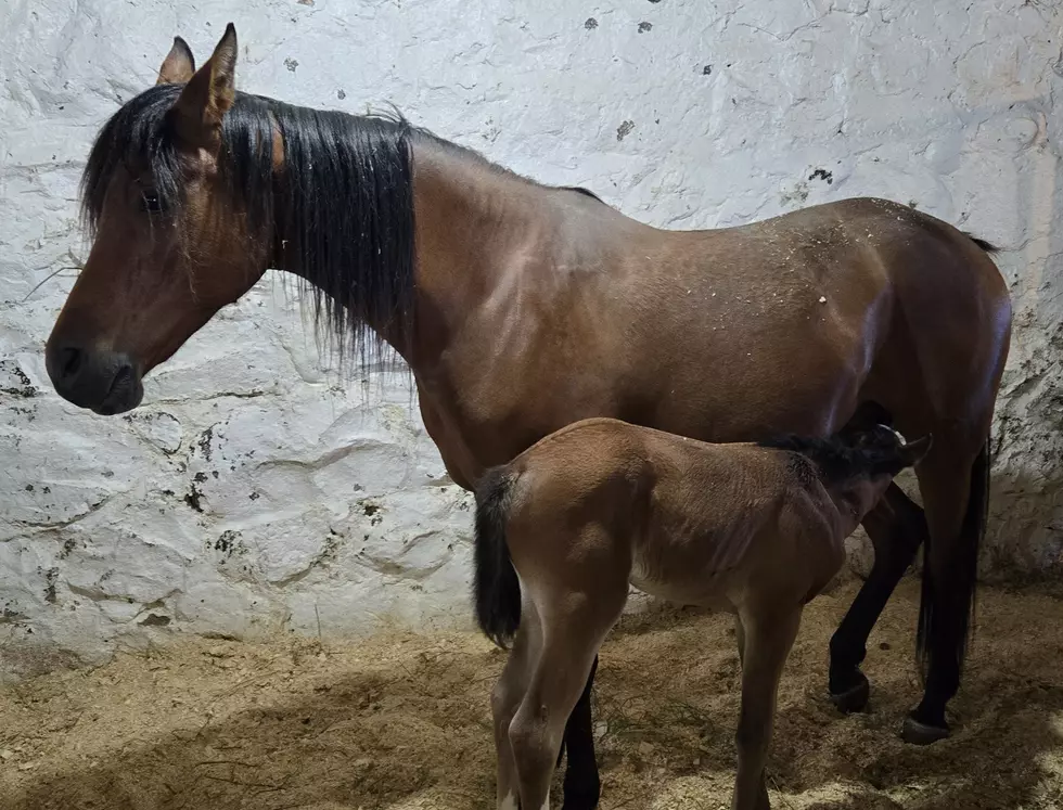 Spring Foals at Horse Teaching and Research Center Photo Credit: Heather Gulley/Ivy Lee