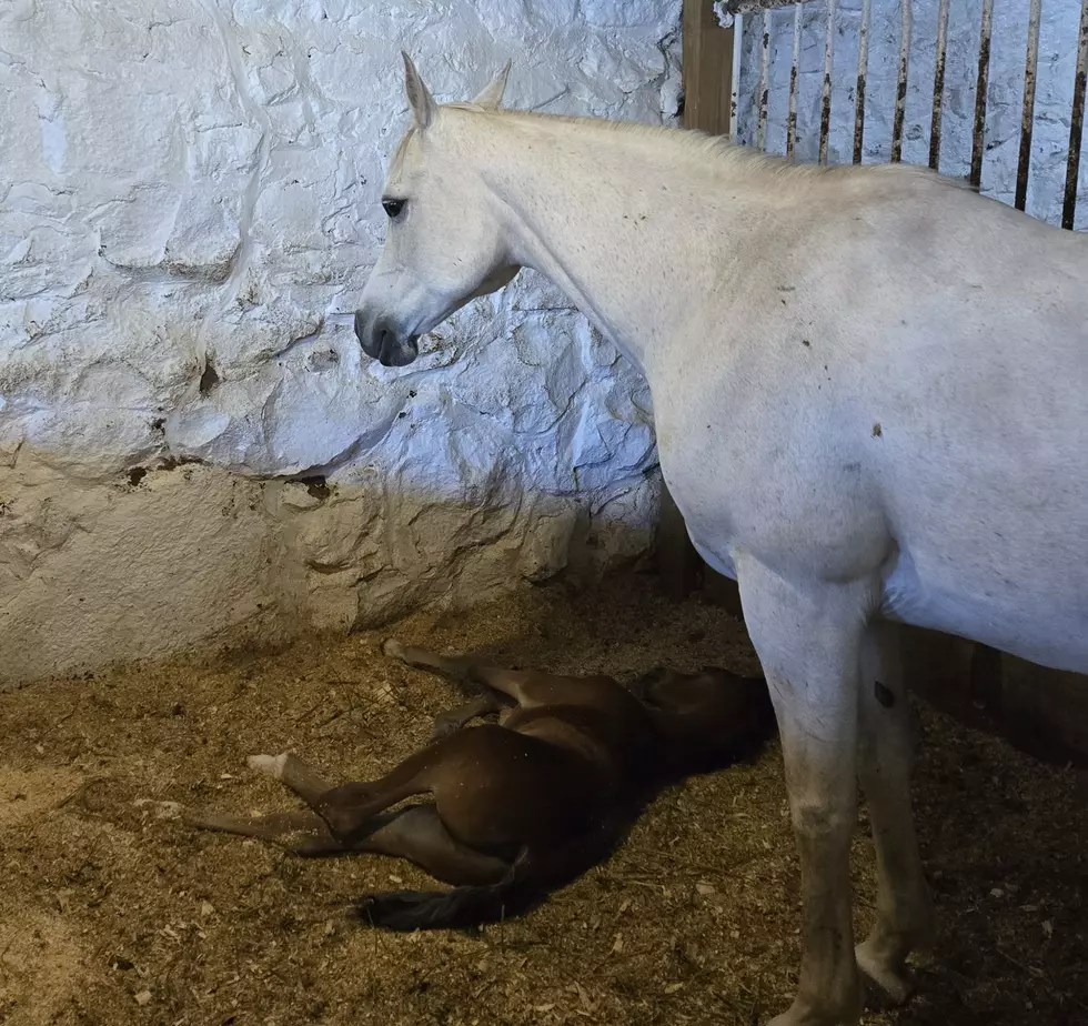 Spring Foals at Horse Teaching and Research Center Photo Credit: Heather Gulley/Ivy Lee
