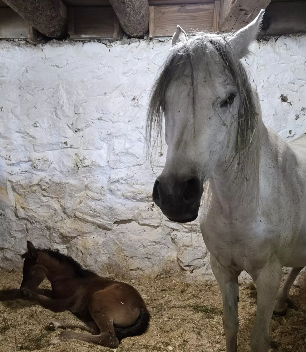 Spring Foals at Horse Teaching and Research Center Photo Credit: Heather Gulley/Ivy Lee