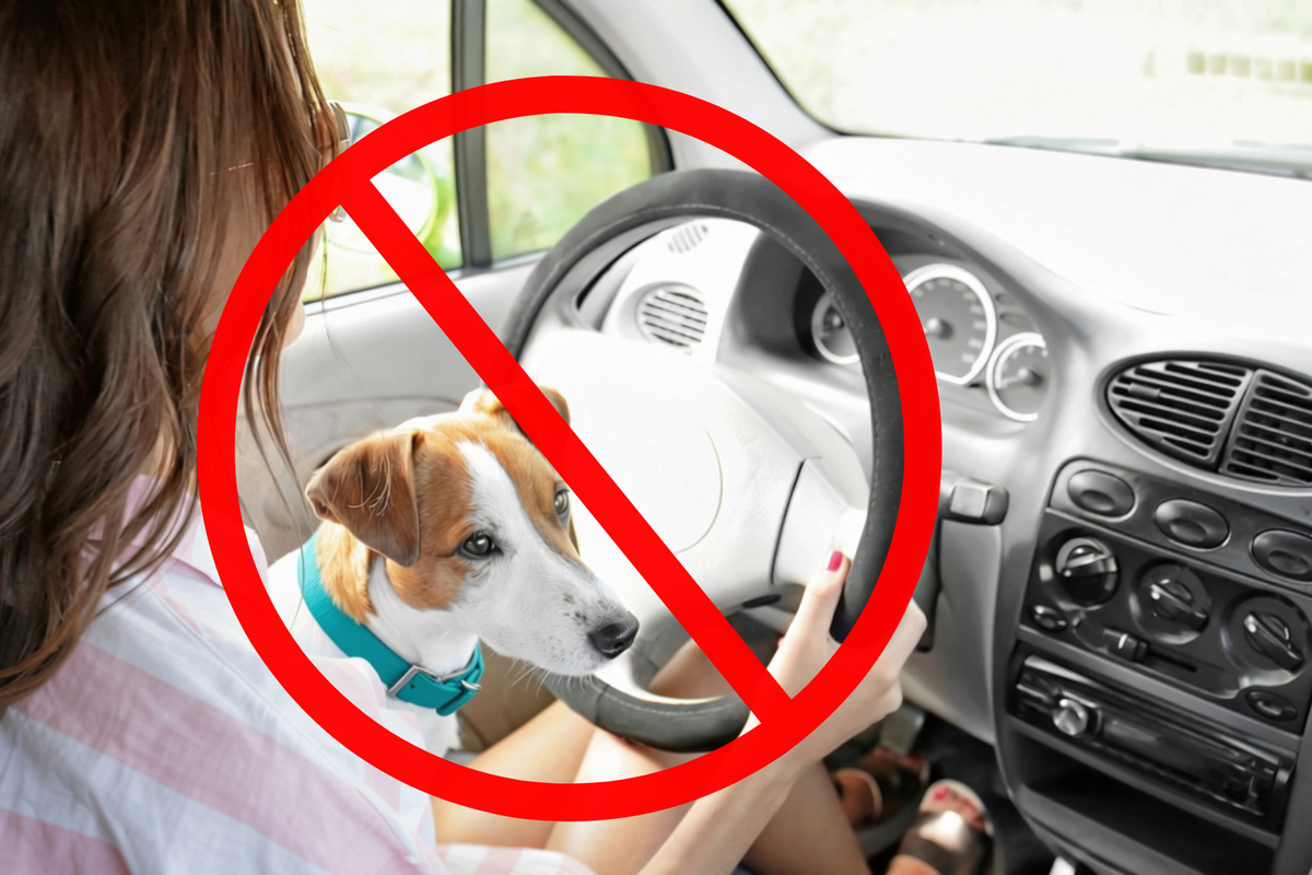 Before You Let Your Dog Ride in Your Lap, Know Michigan's Law