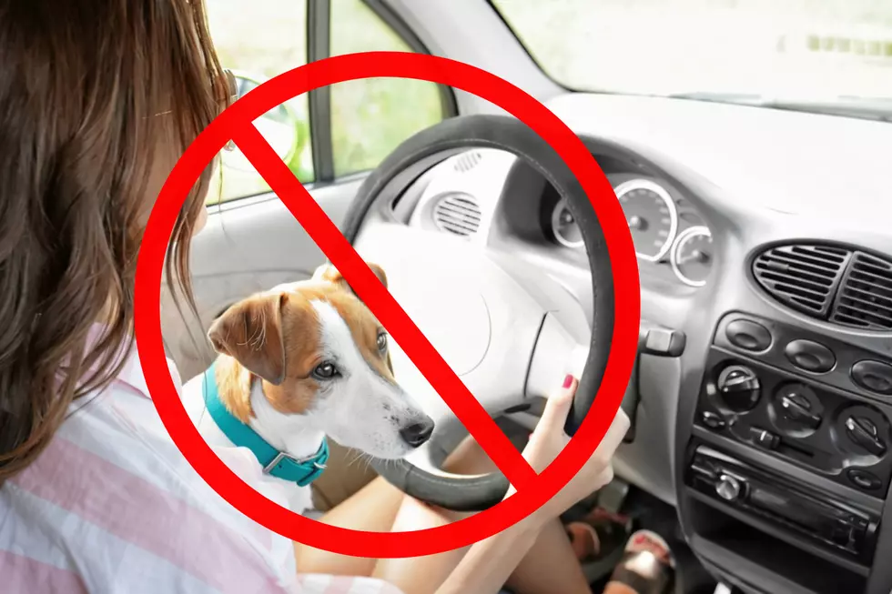 Before You Let Your Dog Ride in Your Lap, Know Michigan’s Law