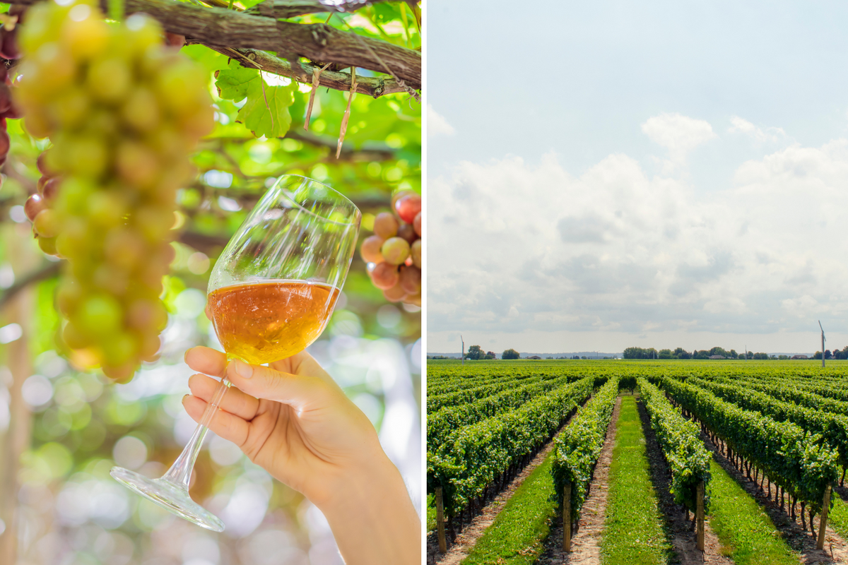 Two Michigan Hotels Could Beat California for Best Wine Country Hotel