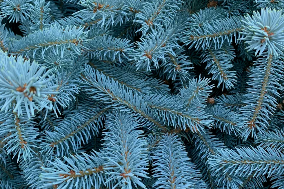 Blue spruce branches tend to be stiffer than some other evergreen choices often used as Christmas trees. (Photo via Paul T on Unsplash)