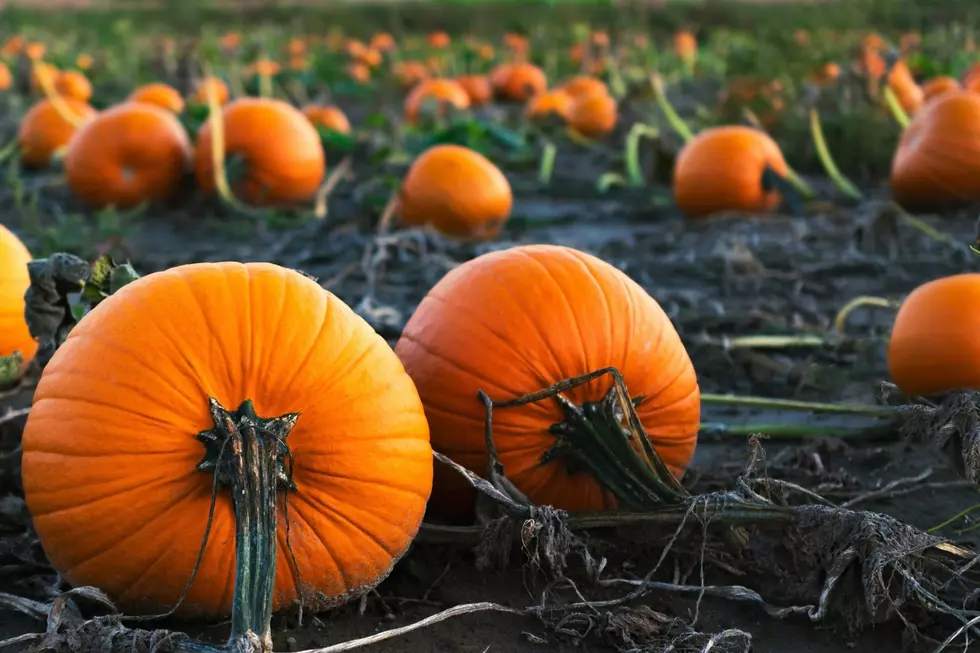 6 Pumpkin Patches Near Lansing to Visit This Fall