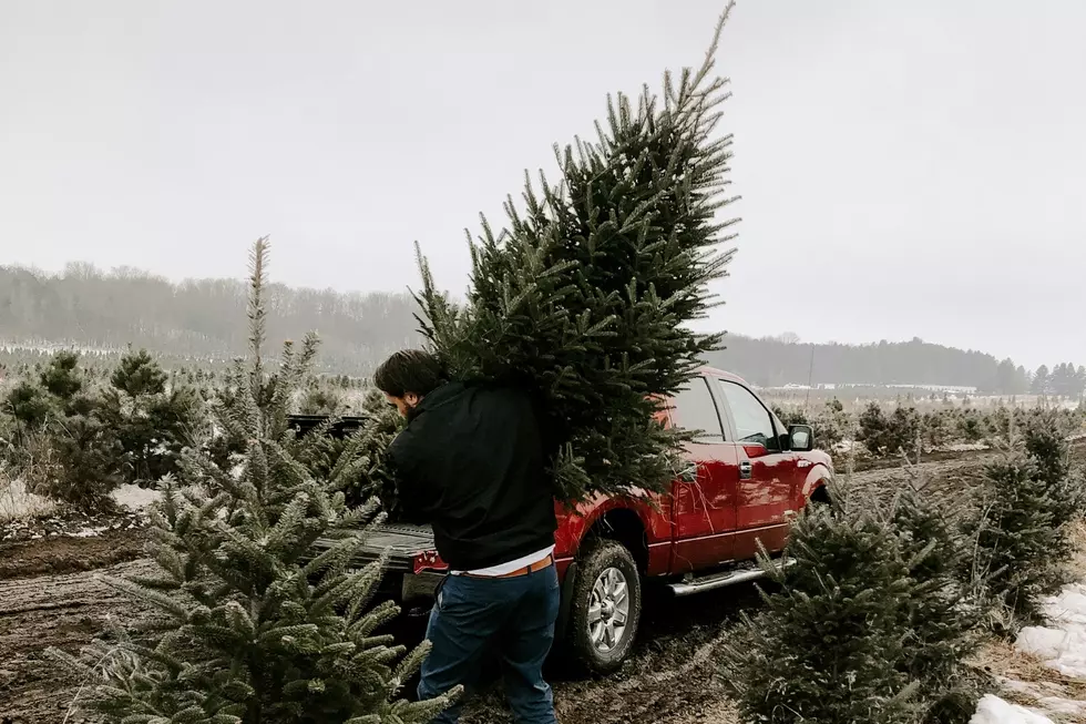 If only moving Michigan's official state Christmas tree from Iron Mountain to Lansing could be this simple. (Photo via Julianna Arjes on Unsplash)