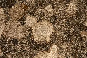 We’re Looking to Clean the Dirtiest Carpet in Mid-Michigan