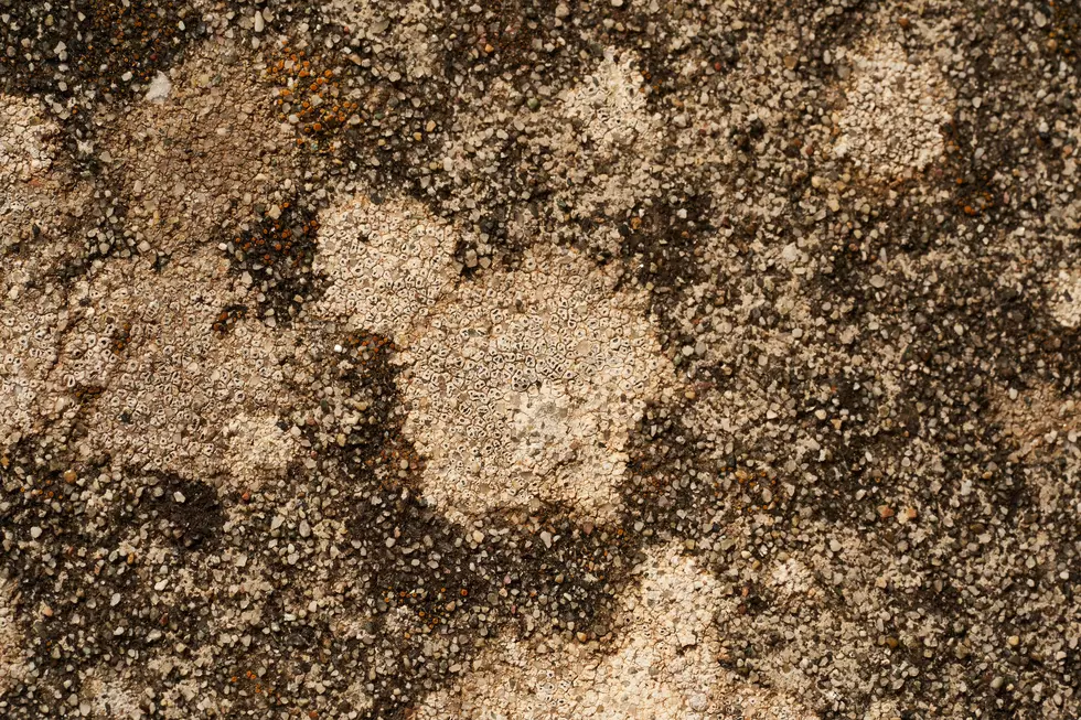 We’re Looking to Clean the Dirtiest Carpet in Mid-Michigan