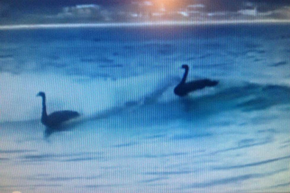 SURFS UP! – Black Swans Catch Wave Down Under [Video]