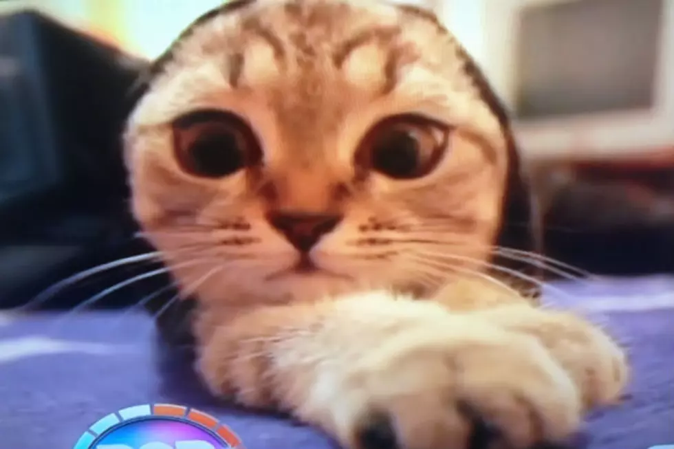 Is That a Kitten Up Your Sleeve or are You Just Happy to See Me? [Video]