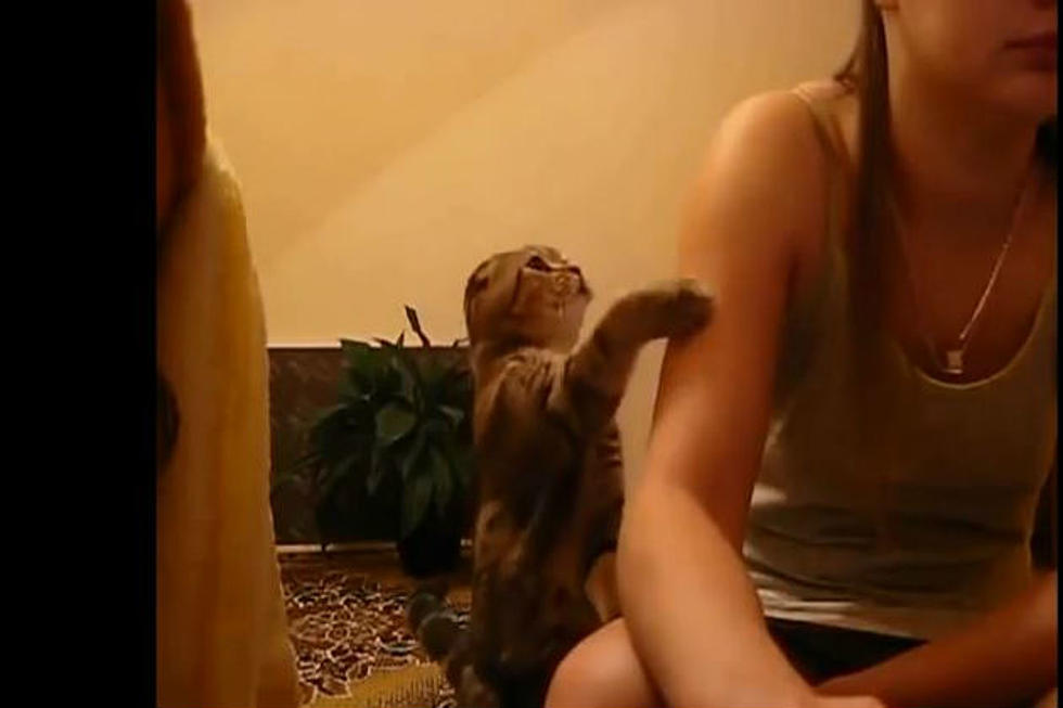 Most Polite Cat Ever [Video]