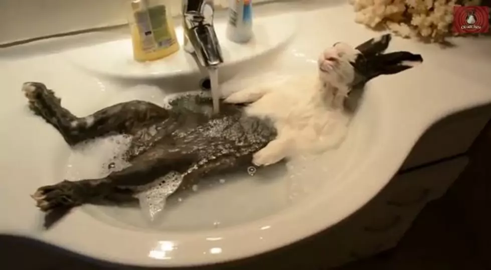 Bunny Takes Bath Contemplates Becoming a Kardashian [Video]
