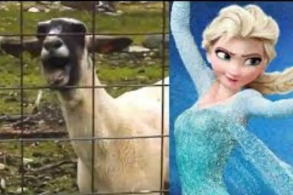 ANOTHER Cover of Frozen’s “Let it Go” at Least This Time It’s With a Goat [Video]