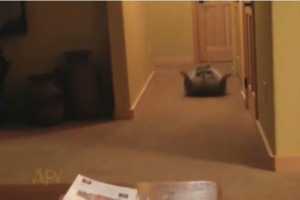 Chubby Rolling Raccoon All The Rage [Video]