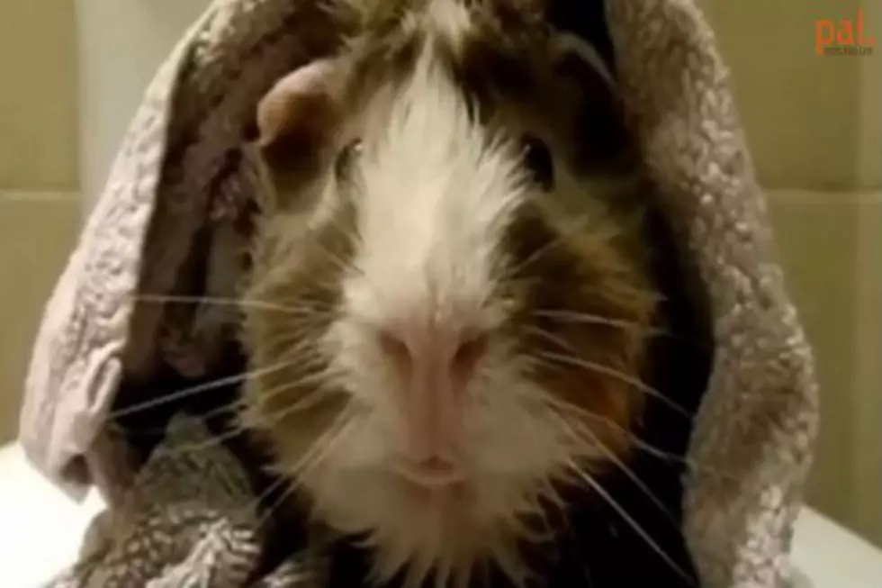 Talking Guinea Pig’s Hilarious Interview Will Make You Smile [VIDEO]
