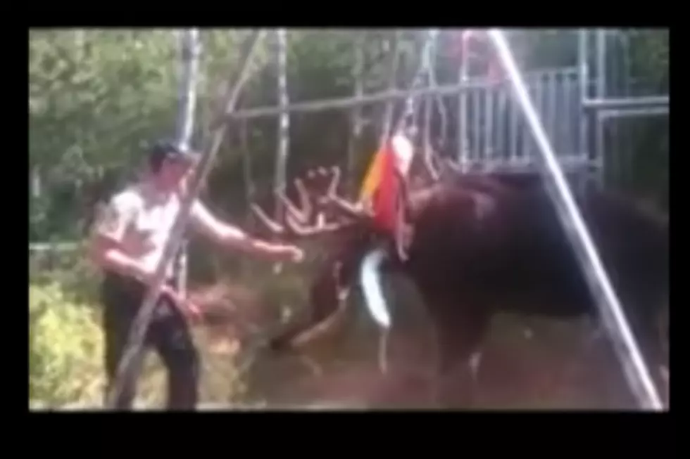 Sheriff Saves Moose