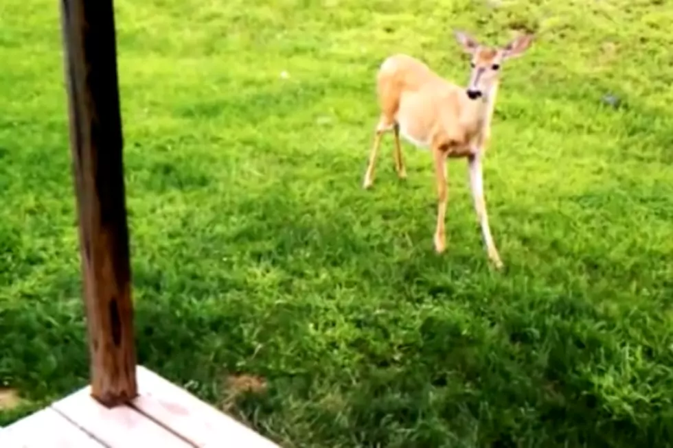 This Might be the Sweetest Animal Video Ever!