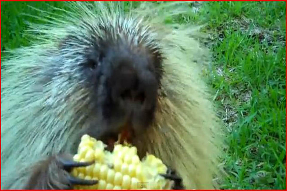 “Teddy” The Talking Porcupine, Doesn’t Like to Share [VIDEO]