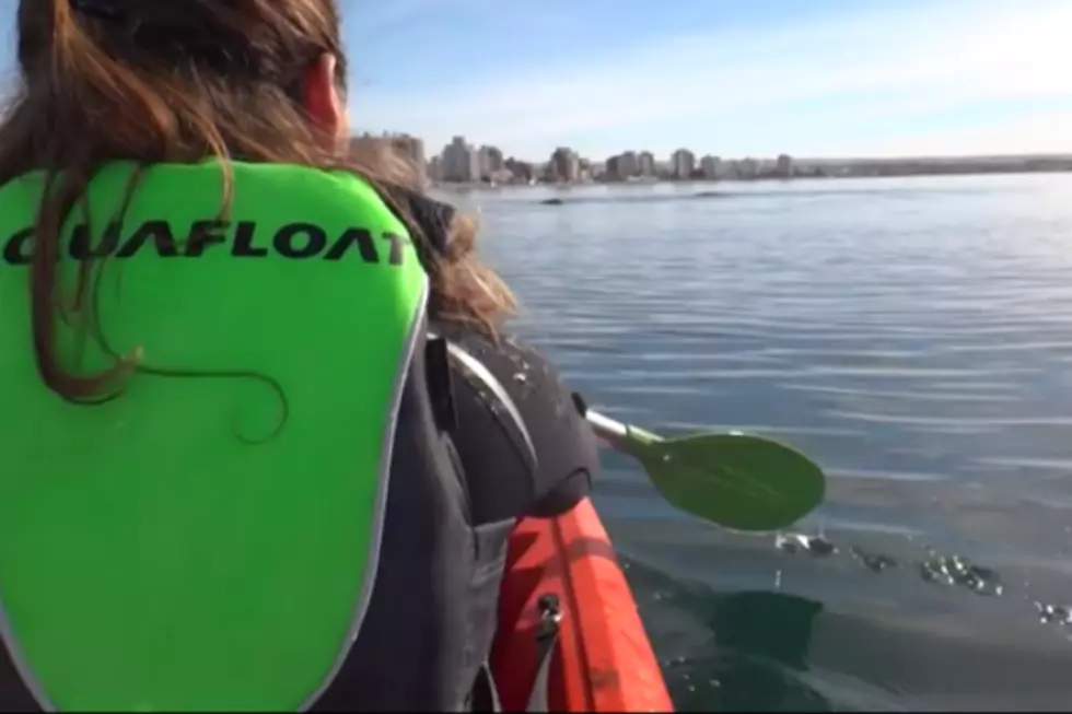 What to do if a Whale Picks you up While Kayaking. Unreal Video!
