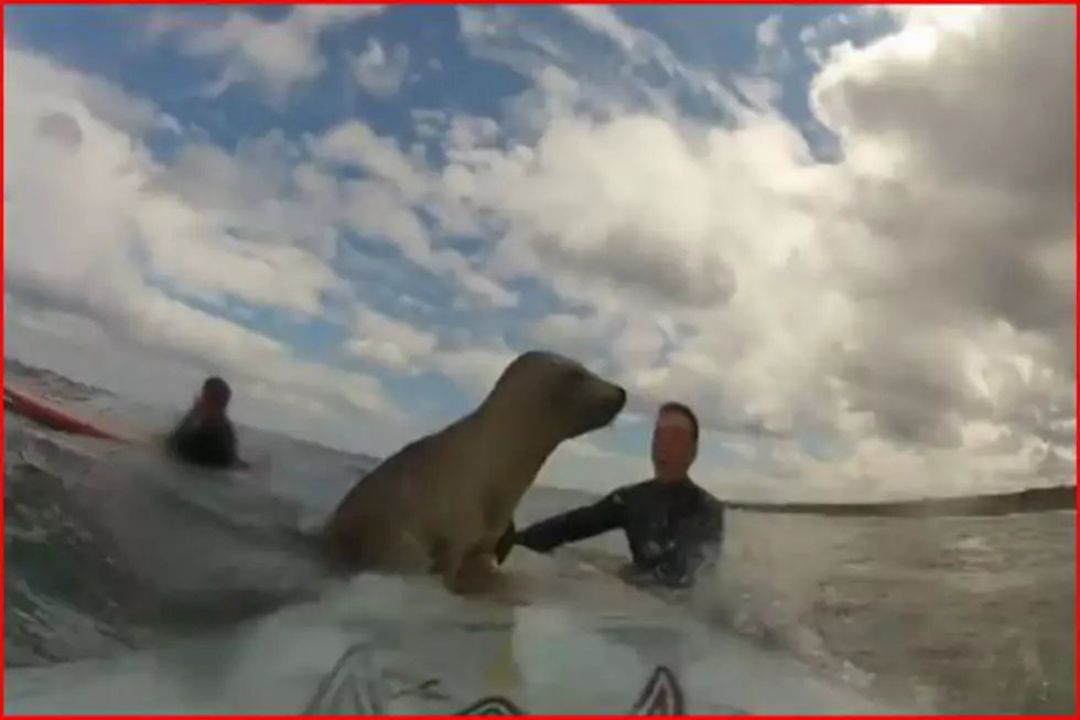 In Honor of Our Little Buddy Watch This Baby Seal Learn How to Surf [VIDEO]