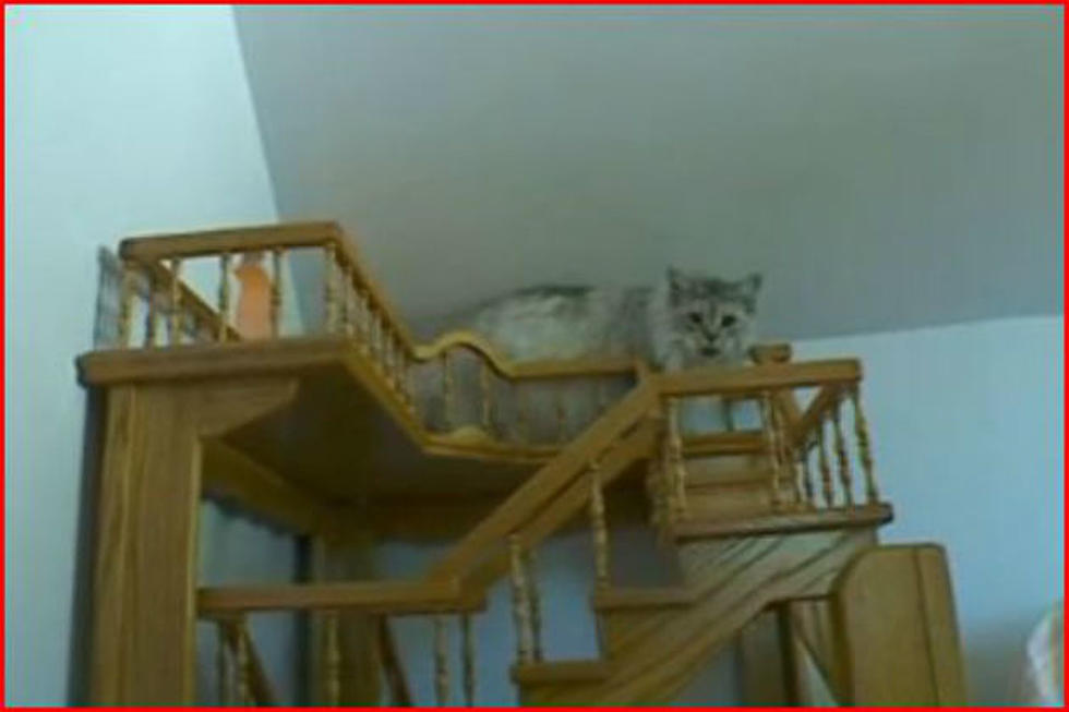 Autistic Man Builds Feline Fun House [VIDEO]