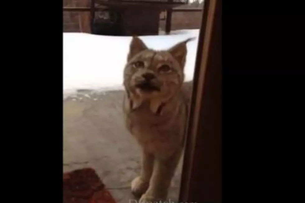 Incredible Footage of a Canada Lynx Visiting a Home [VIDEO]