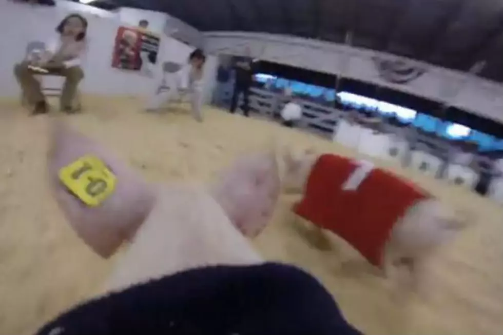 Racing Pigs (and a GoPro) at the Cumberland County Fair [VIDEO]