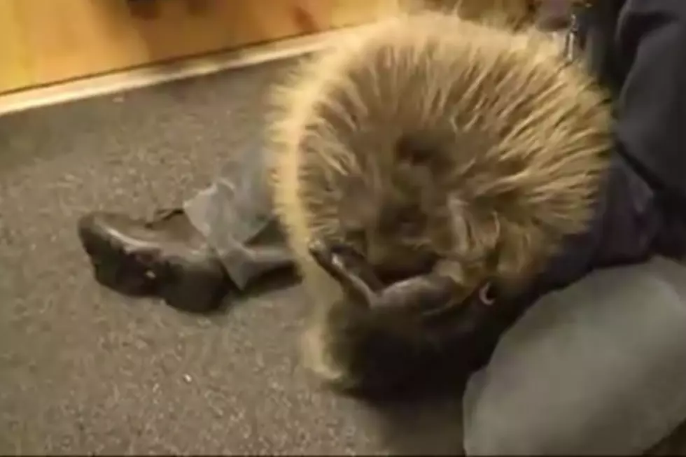 Watch This Rescued Porcupine Act like a Puppy