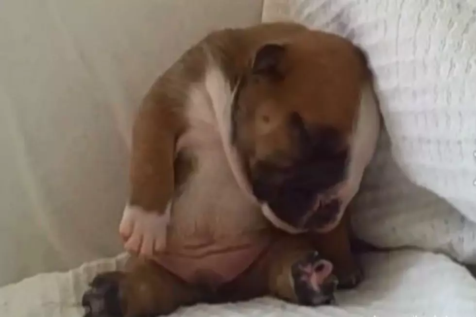 Cats And Dogs In Desperate Need Of Naps: [VIDEO]
