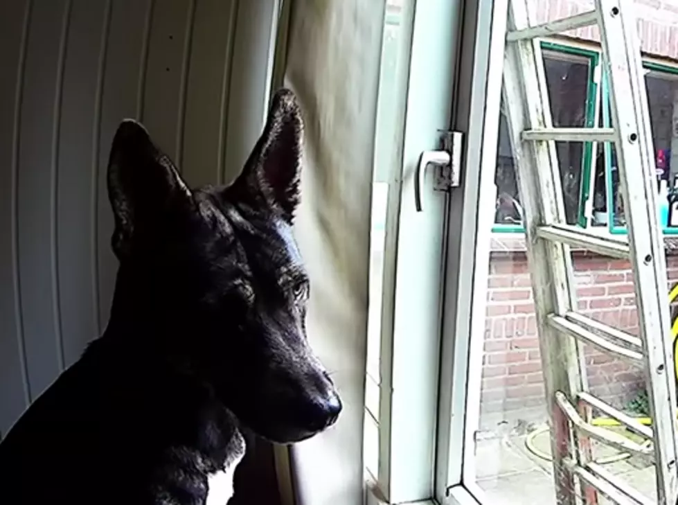 Caught! Dog&#8217;s Escape Route Discovered [VIDEO]