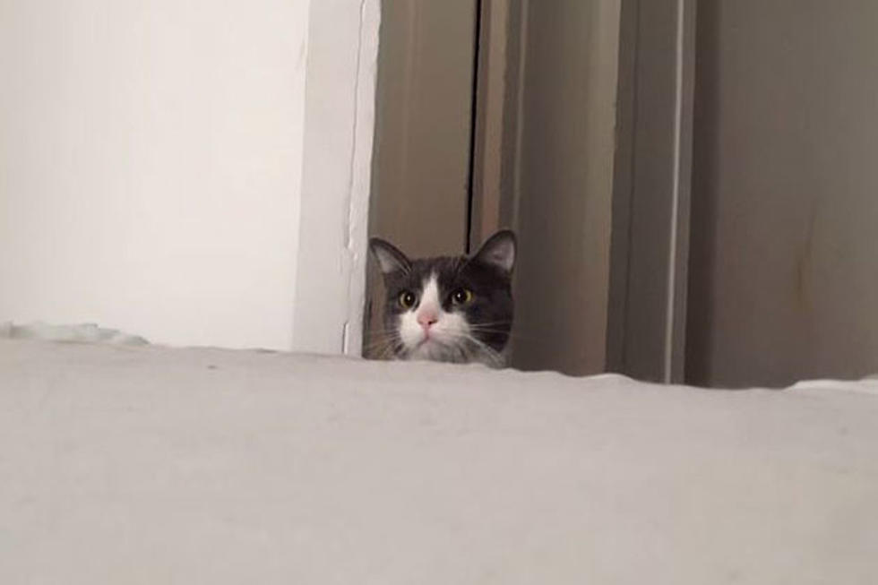 Peek-A-Boo with Kitty [VIDEO]
