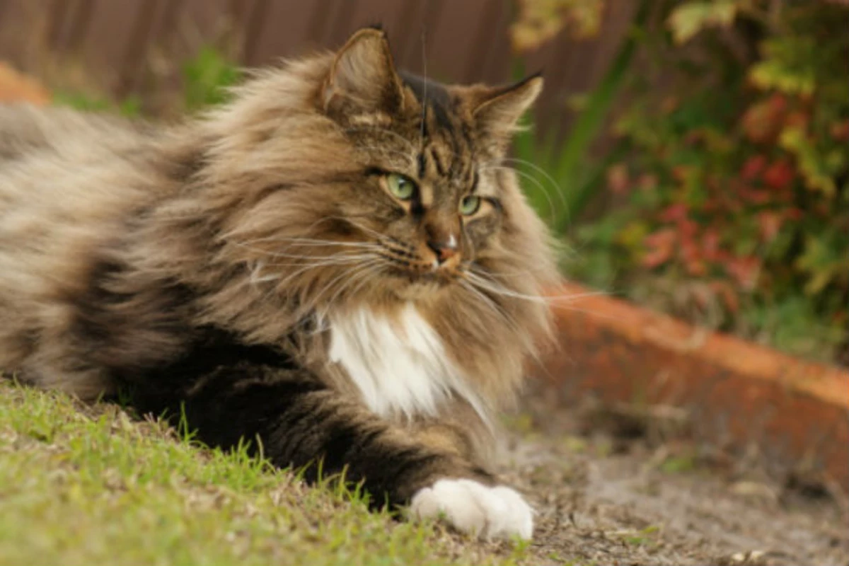 Who’s Got The Best Maine Coon Cat? [Contest]