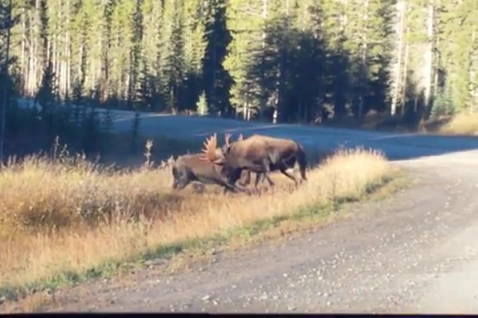 Ever Seen Moose Fight? Wow! [VIDEO]