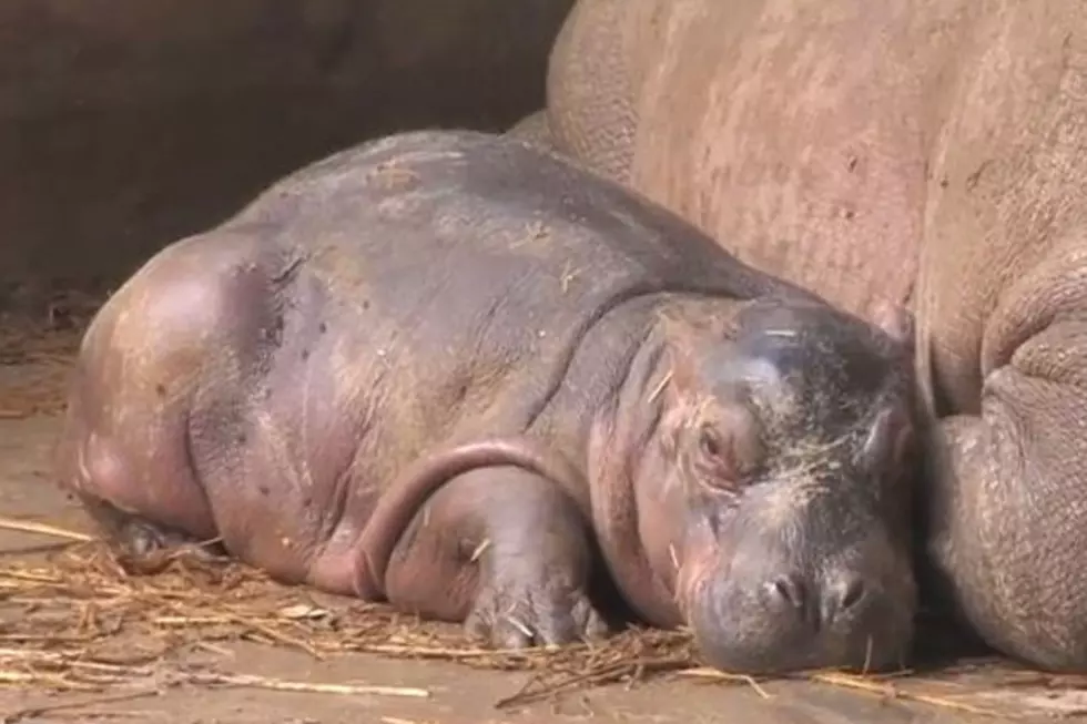 Baby Hippo&#8217;s Arrival Surprises Staff at Zoo [VIDEO]