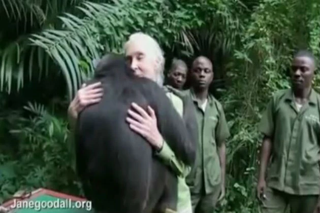 jane goodall chimpanzee attack
