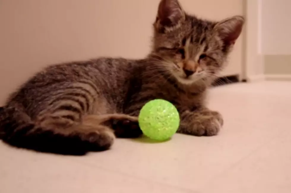 Blind Kitty Gets a Toy For The First Time