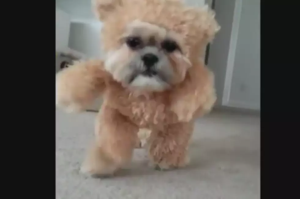 A Living Teddy Bear&#8230;You HAVE to See this Video