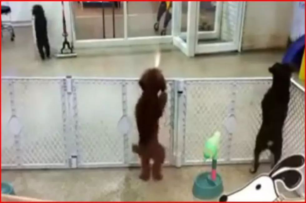Pup Goes Nuts Seeing Owner [VIDEO]