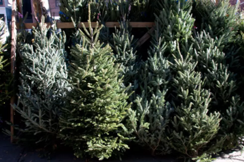 Cut Your Own Christmas Tree for $5