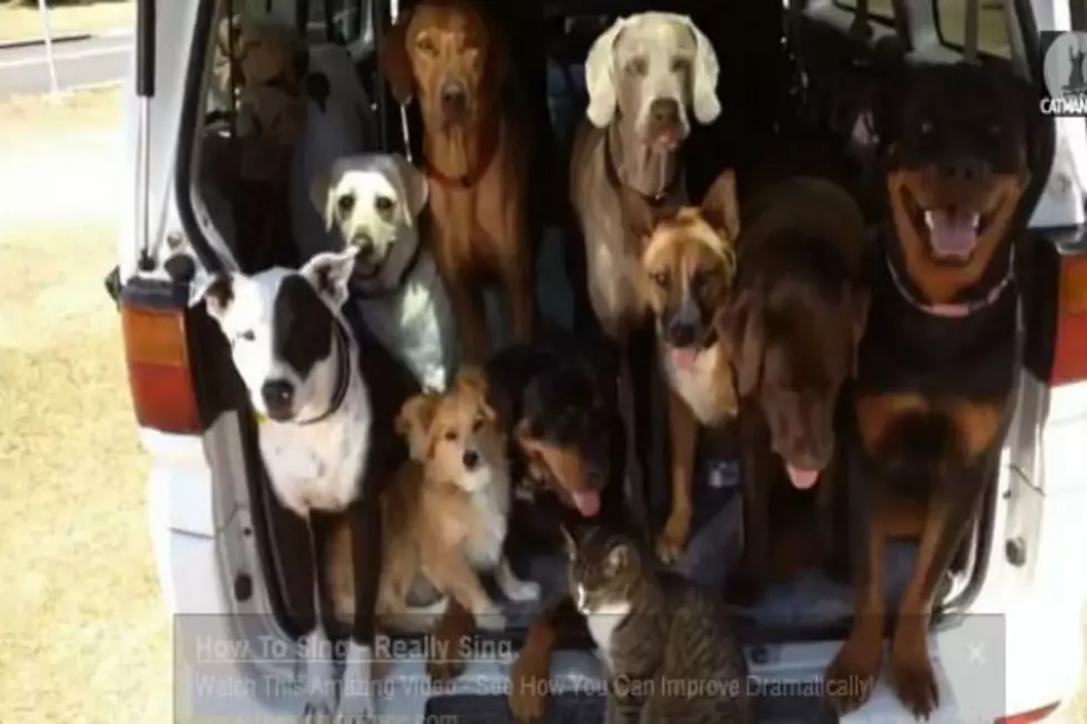 Van Full of Pups Have The Time of Their Lifes at The Beach [VIDEO]
