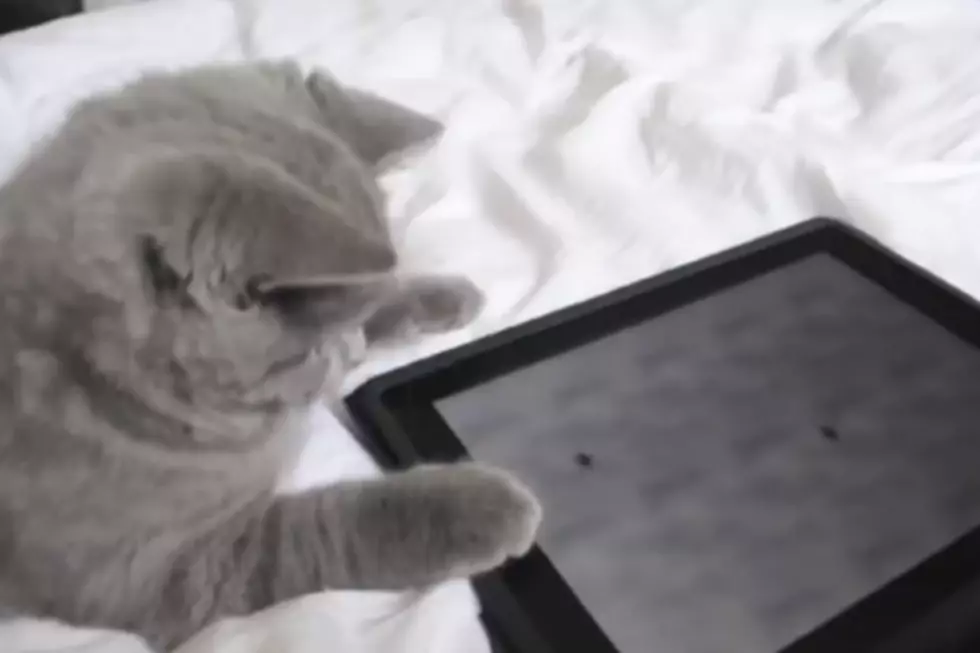 Cat Apps That Will Entertain You As Well