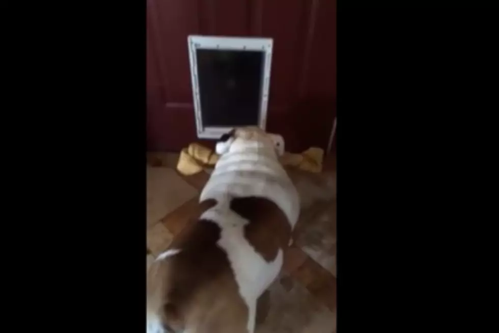 Bulldog Tries to Push Bone Through Doggy Door [VIDEO]