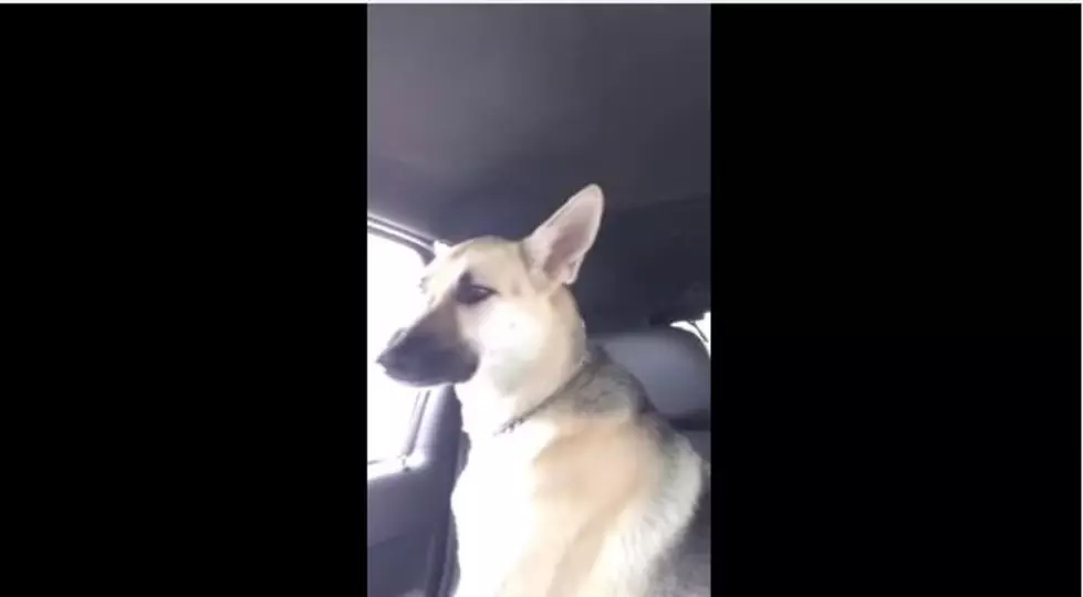 Shelby the Shepherd Sings Maroon 5 Animals [VIDEO]