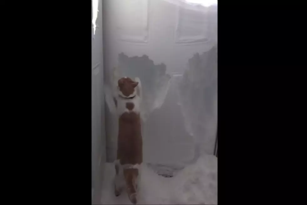A Kitty That Shovels Snow? Yes Please! [VIDEO]