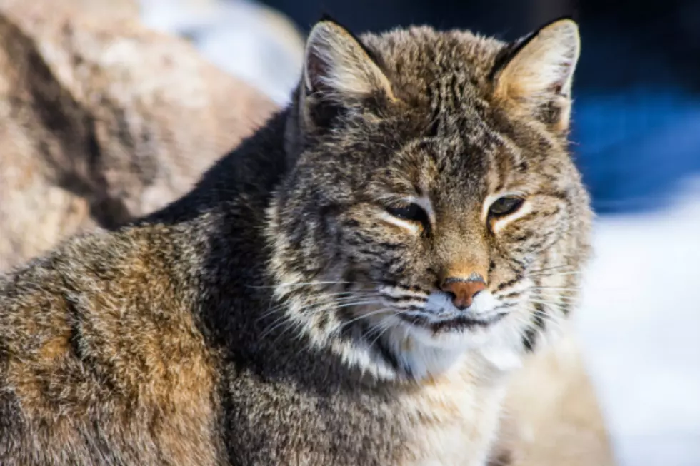 NH Bobcat Hunting Proposal Withdrawn