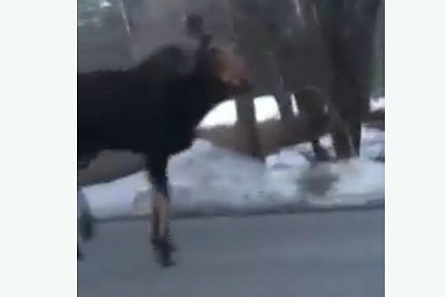 Close Encounter with a Moose in Wells, Maine